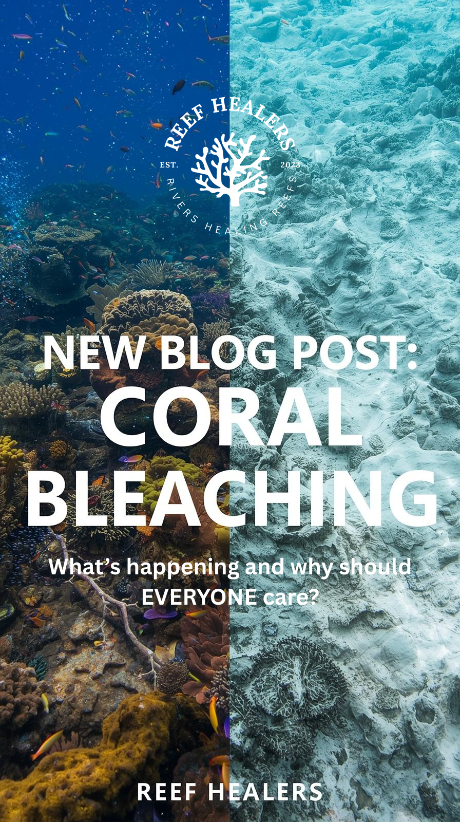 Coral Bleaching - What's Happening and Why Should Everyone Care?