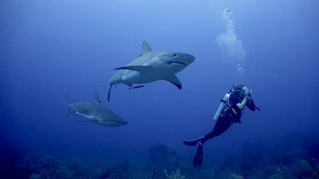 Swim with Sharks